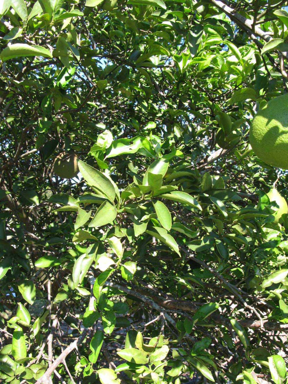              Sun leaves (Winter Haven, FL)       